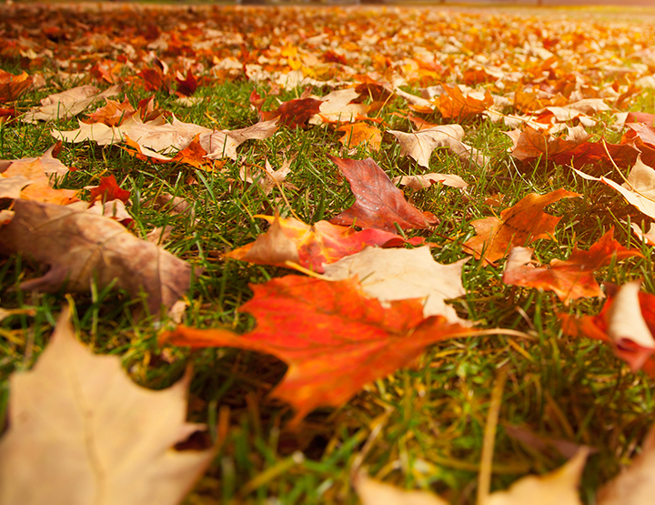 Lawn Mowing Fredericksburg Virginia