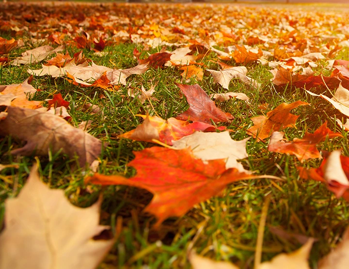 affordable lawn and landscaping Leaf Cleanups Fredericksburg Virginia